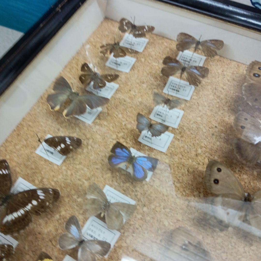 昭和６３年当時物徳島県採取蝶々ガラス木製枠横幅５０X縦４２X厚さ６センチ標本品