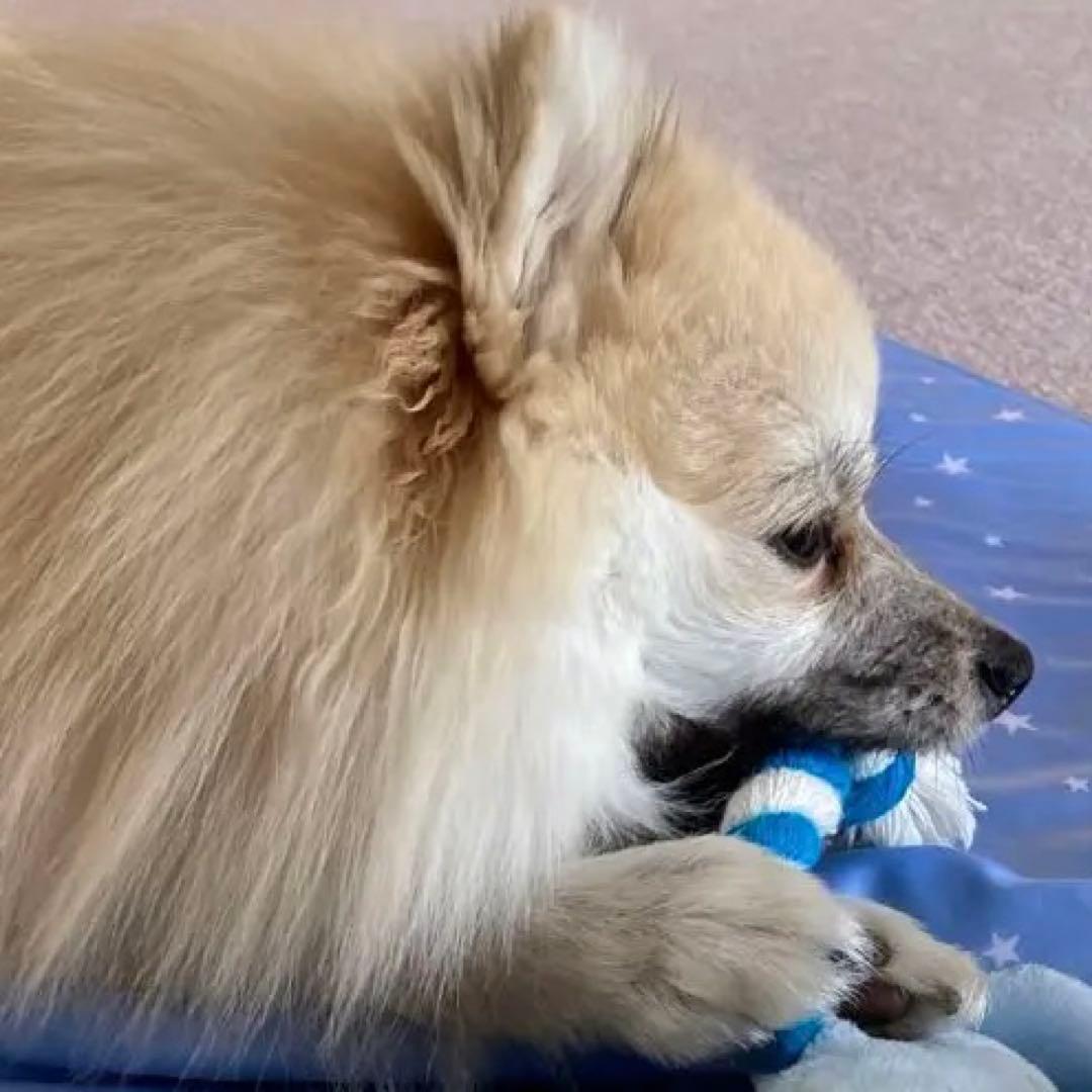 ポメラニアン クリーム色 ふわふわ　の写真