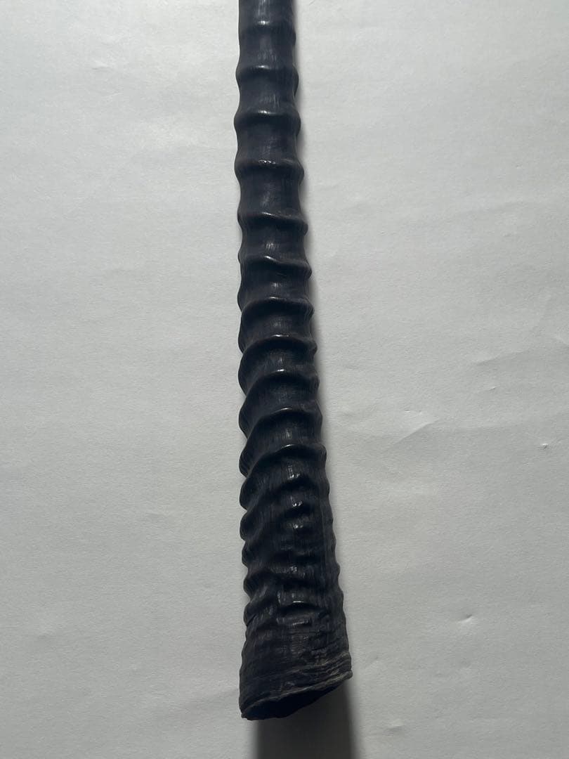 希少② オリックスホーン　鹿の角　検索）一角獣　オウムガイ