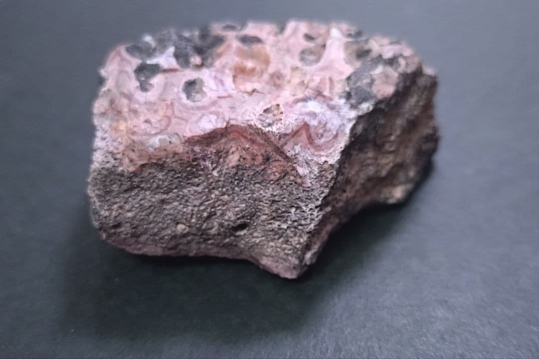 【激レア美麗】フィトサウルス類レドンダサウルスの装甲（スクート）化石