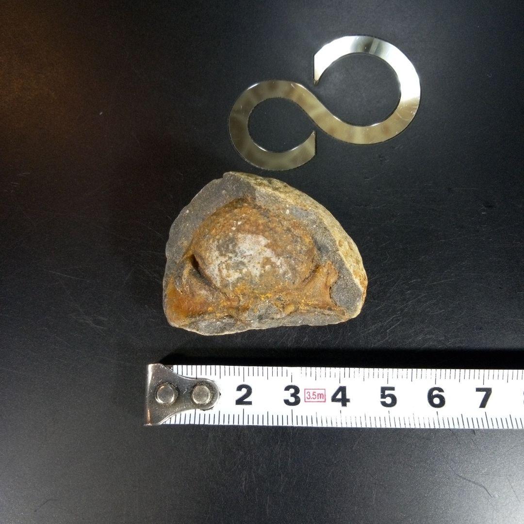 三葉虫　化石　fossil　ボリビア産　trilobite　ボリビア三葉虫郡①