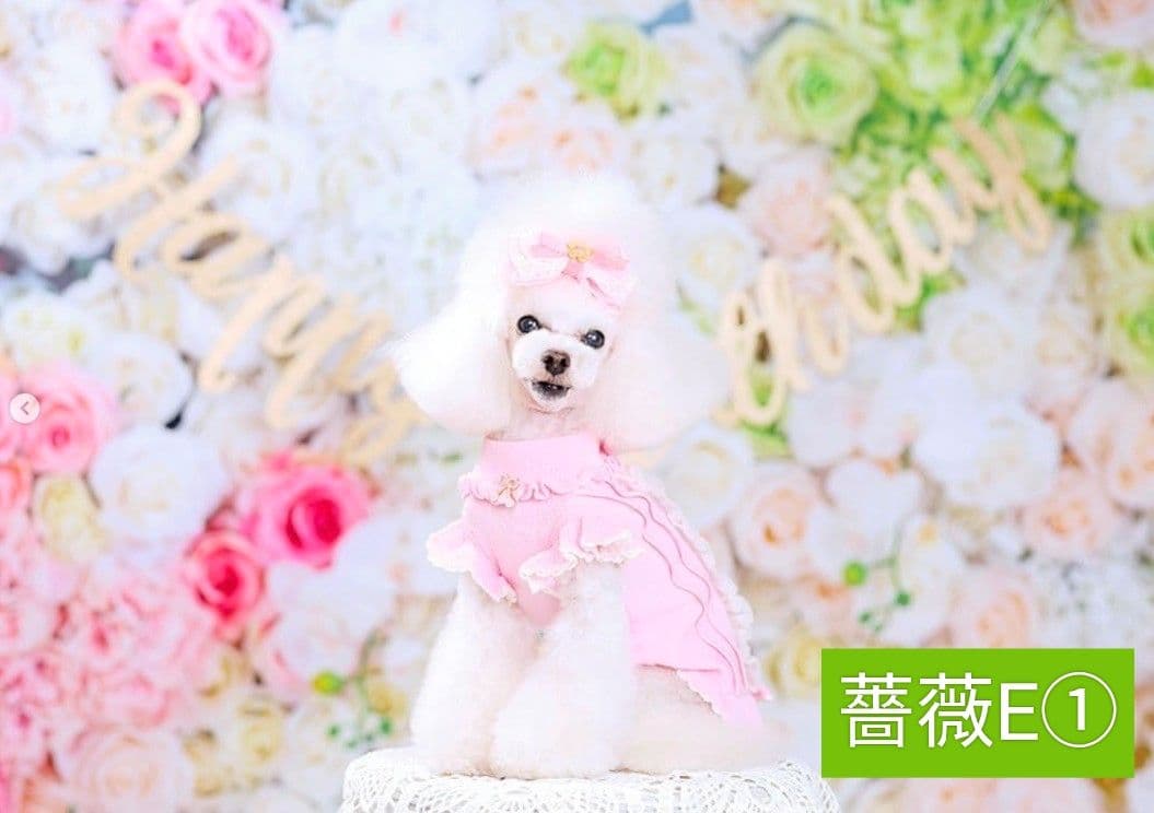 背景布　【　フラワーMIX C　】　サンプル　ニューボーンフォトなどに♪