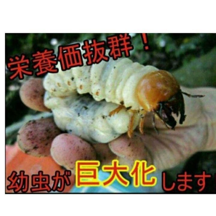 極上！ヒマラヤひらたけ菌糸ブロック【6個】初菌のみ使用！国産オオクワ85ミリ実績