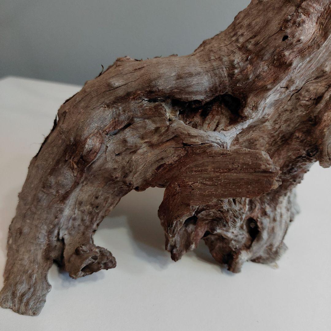 ホーンウッド アクアリウム 爬虫類 登り木 流木 w22×d12×h27