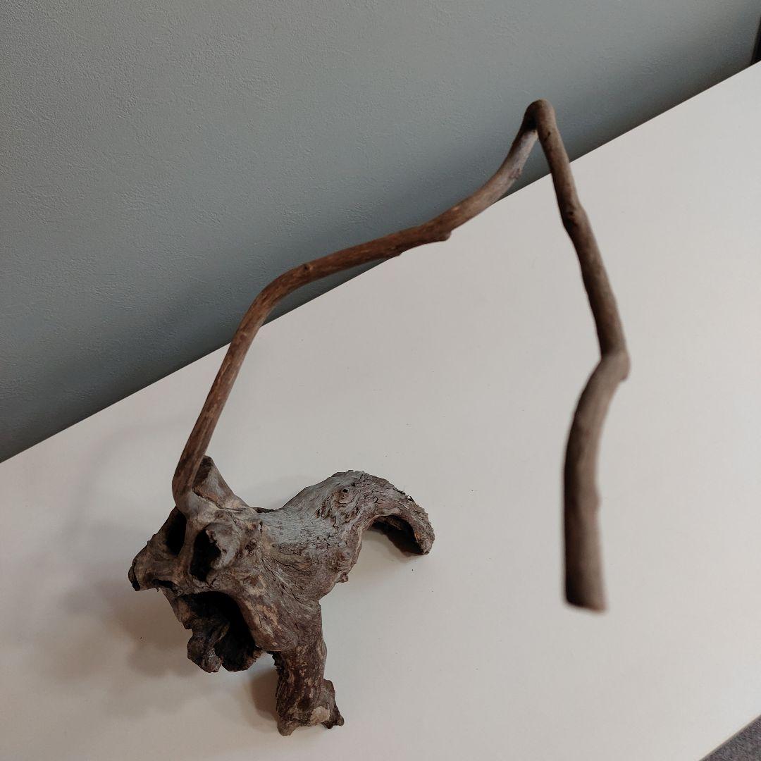 ホーンウッド アクアリウム 爬虫類 登り木 流木 w22×d12×h27