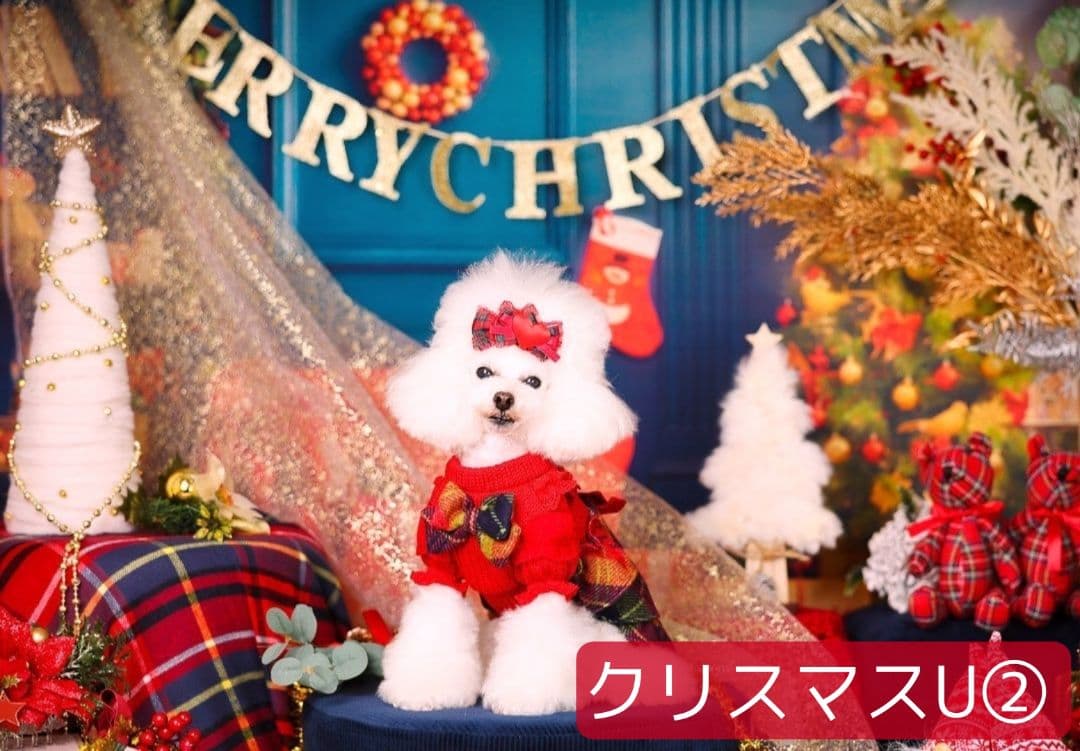 紅葉　背景布秋XD③　ペット撮影用　80×120cm　トリミングチョーカー販売中