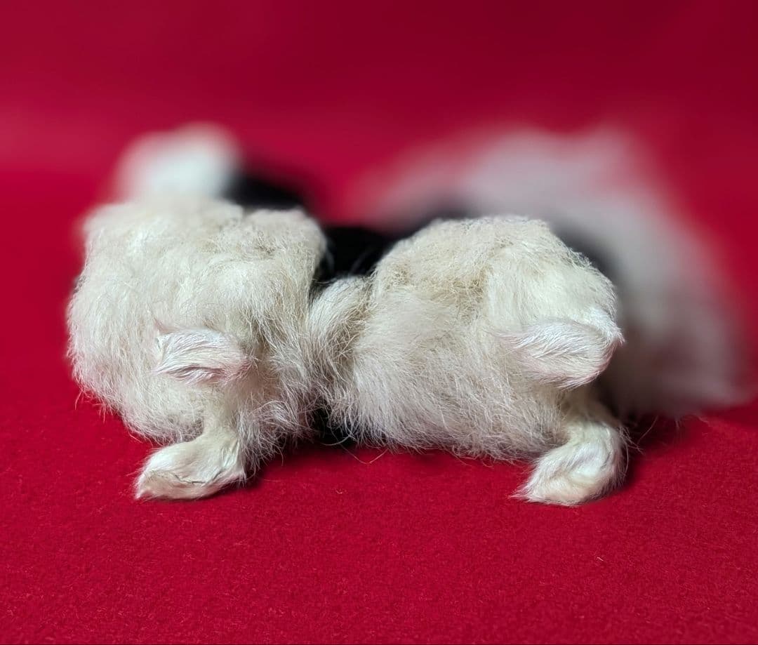 昭和レトロ　狆(ちん)リアルファー　犬置物　アンティークドールのお持たせにも♡