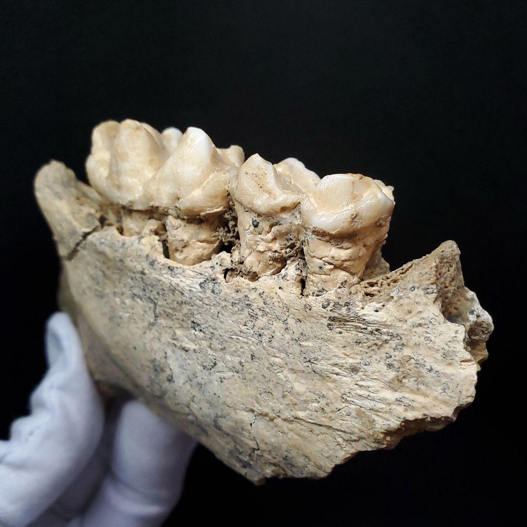 博物館級 キプロスドワーフカバ 化石 顎 本物 キプロス共和国 fr53