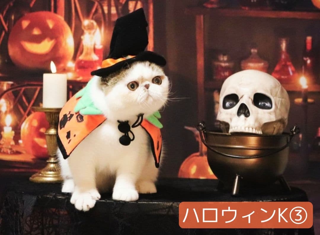 業務用フェルトトリミングチョーカー+背景布　ハロウィン　クリスマス　撮影用ブース