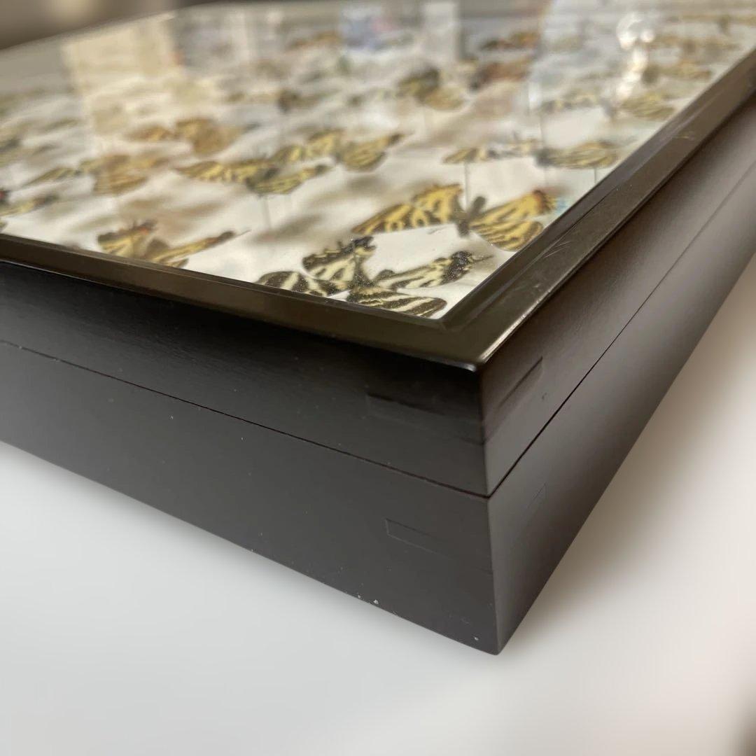 ギフチョウ　ドイツ箱入り