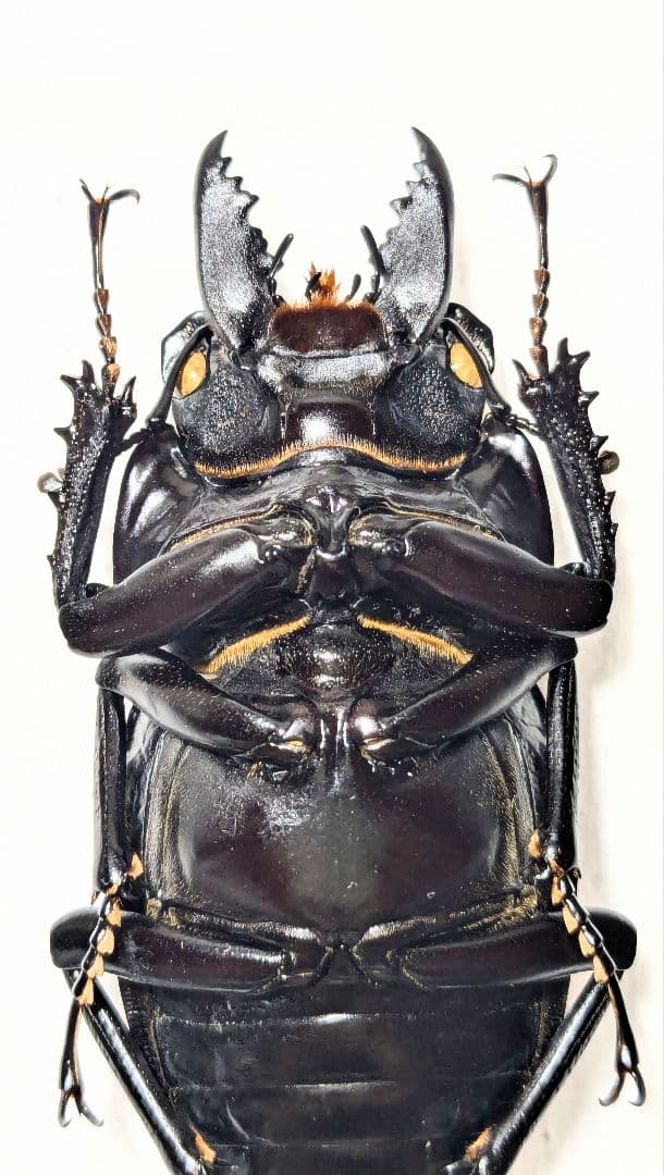 徳　アマミマルバネ