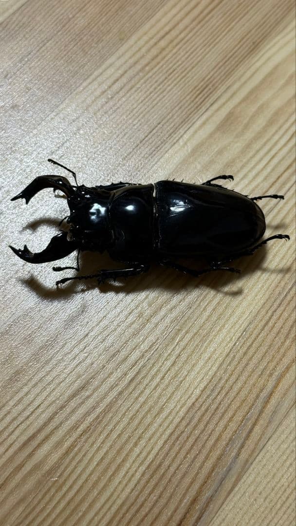 最終値下げ　タランドゥスオオツヤクワガタ　89mmUPトリオ