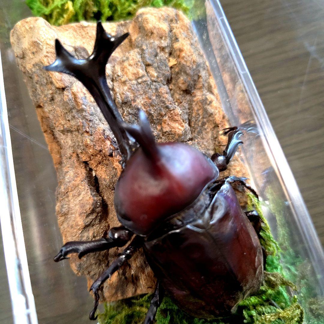 野生超特大巨大頭角カブトムシ標本82mm頭角幅20.5mm胸角幅5.9mmぐらい