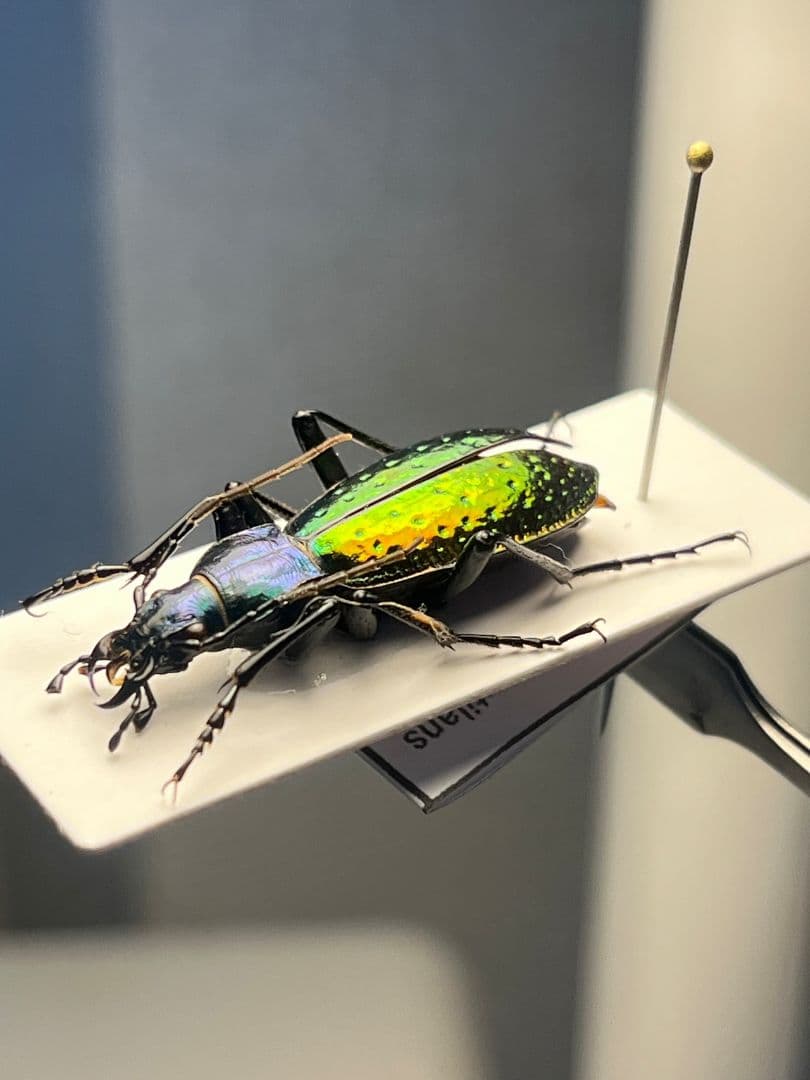 【29mm】Chrysotribax rutilans カブリモドキオサムシ標本