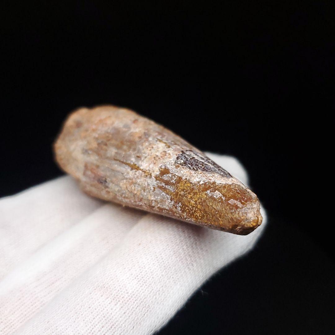 スピノサウルス 本物 モロッコ産 57.77mm プレゼント ギフト sp478