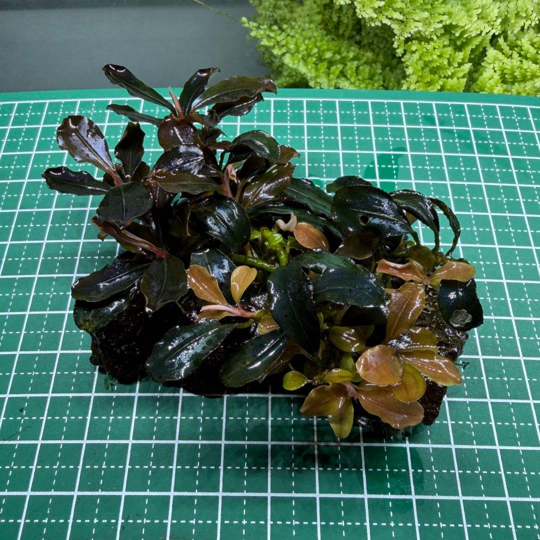 【サウザー】ブセファランドラ　水中葉　群生株　5株