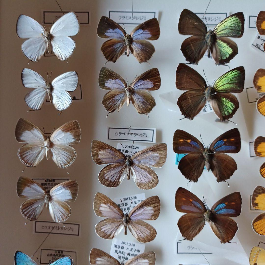 蝶標本　日本ゼフィルス選　20種99頭