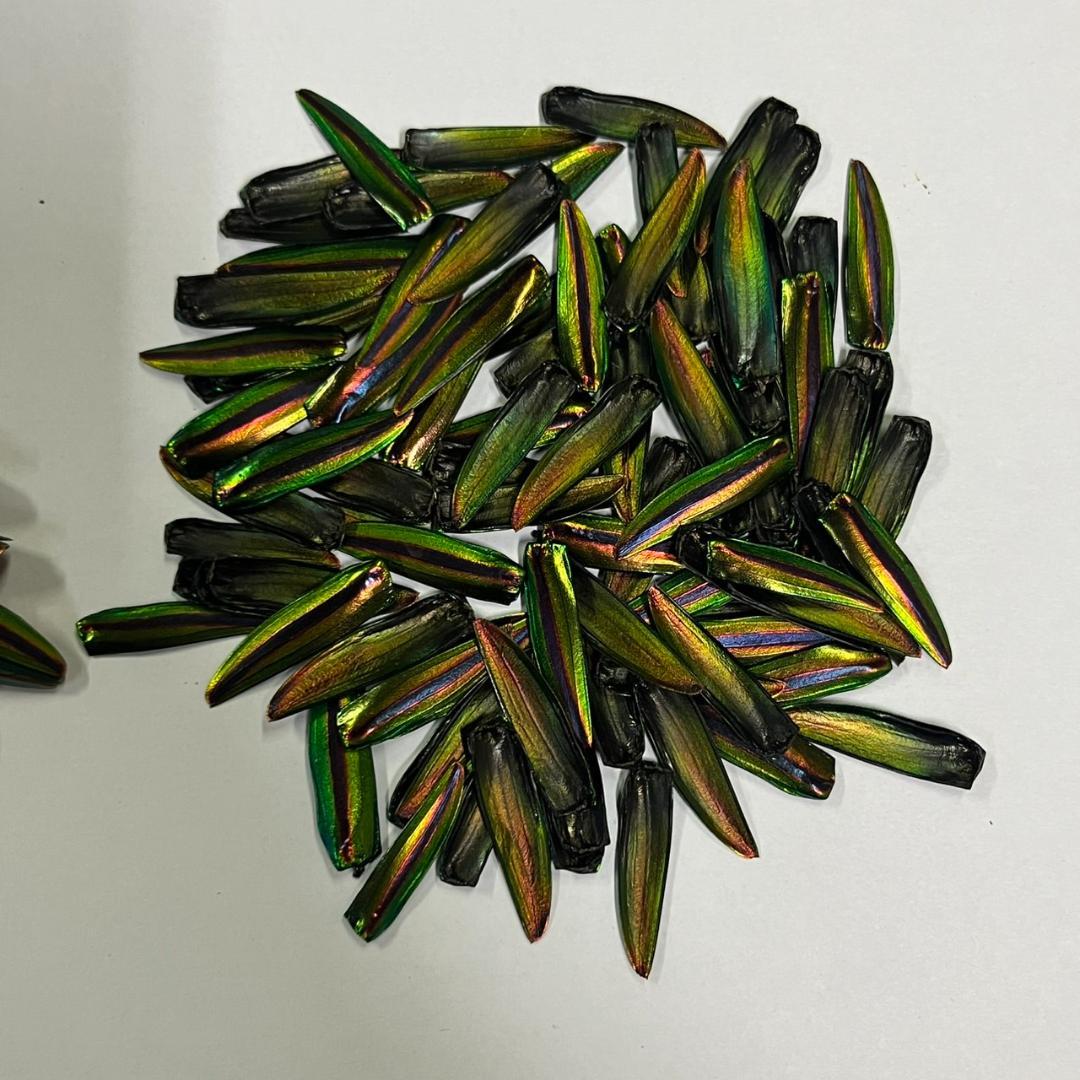 千葉県産　ヤマトタマムシ　４㎝以上11頭　上翅82枚　標本用　装飾用