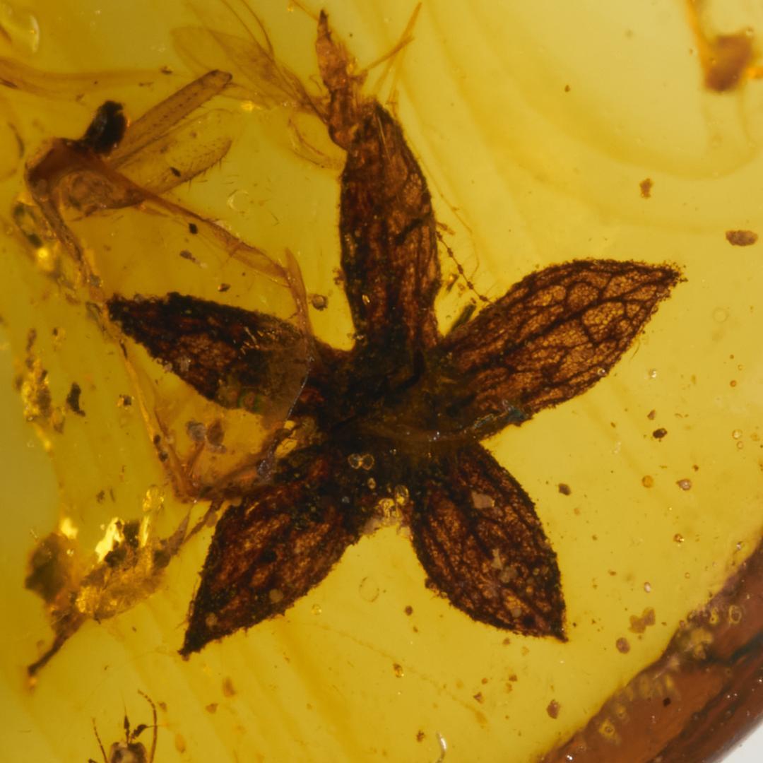 レア極上品 PA0004虫入り琥珀化石　ミャンマーカムティかタナイ9900万年前