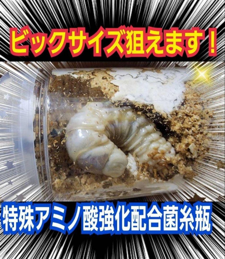 極上！ヒマラヤひらたけ菌糸瓶　特大1500ml【6本】国産オオクワ85ミリ実績！