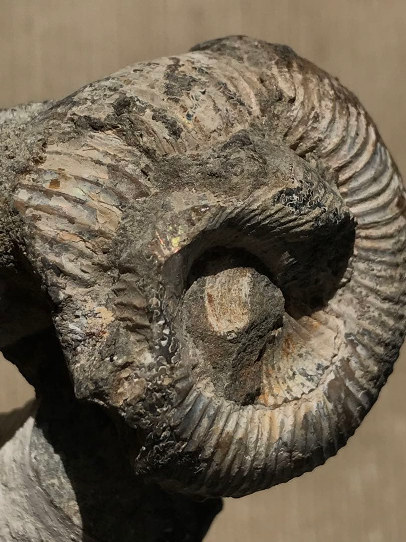 マダガスカル産　アンモナイト化石（ノストセラス）母岩なし　稀少