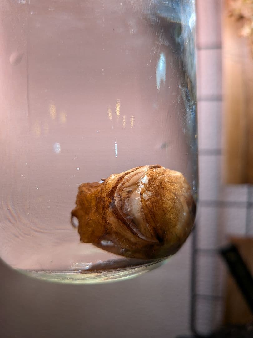 【激レア深海魚】チョウチンアンコウの一種 液浸標本