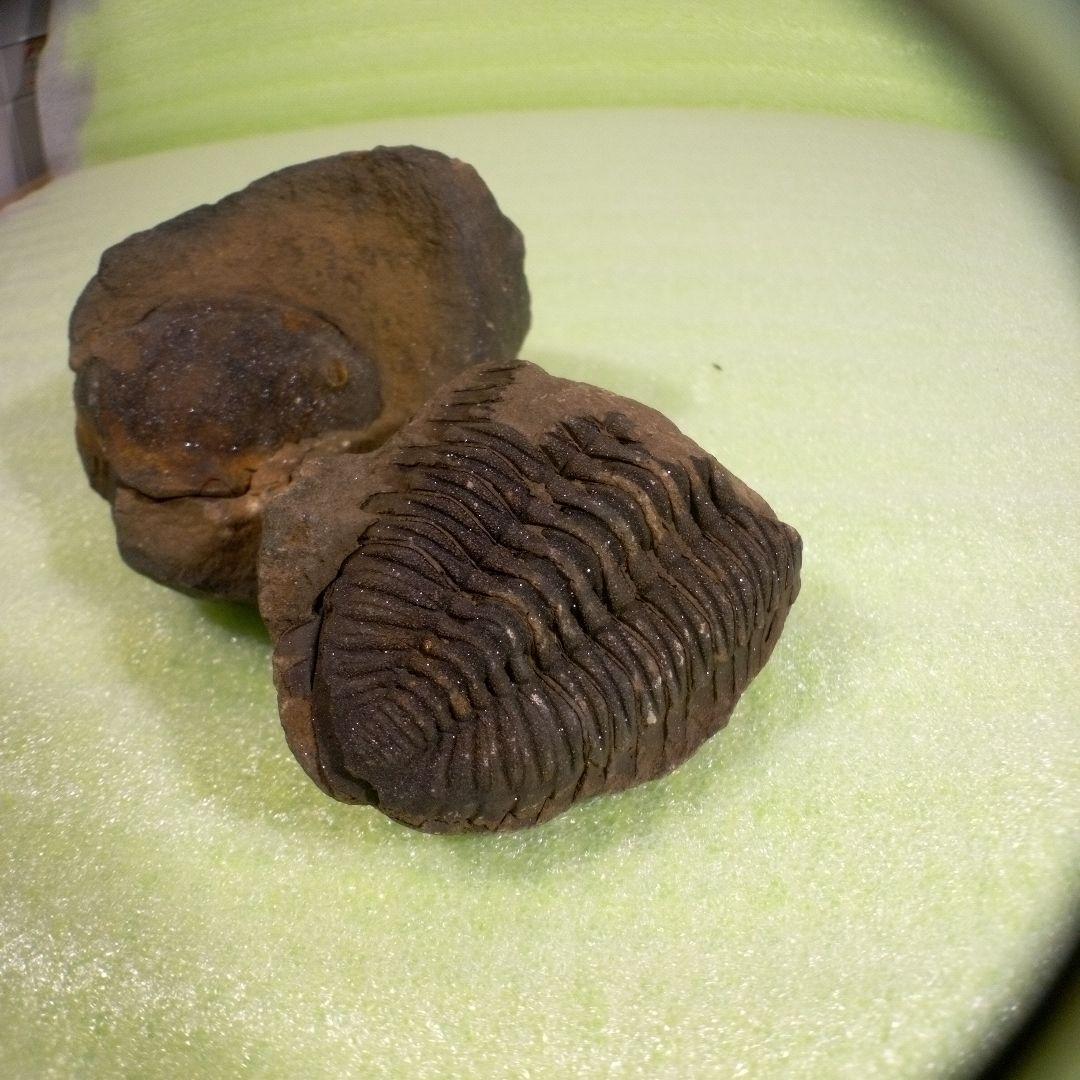 三葉虫　化石　fossil　ボリビア産　レア　Fossil判別⑦