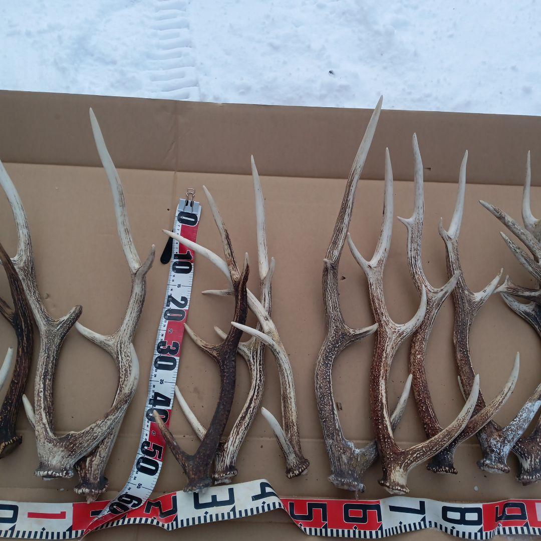 ク*ト様 鹿の角 大型　犬のおもちゃ、工芸品などにどうぞ　26番