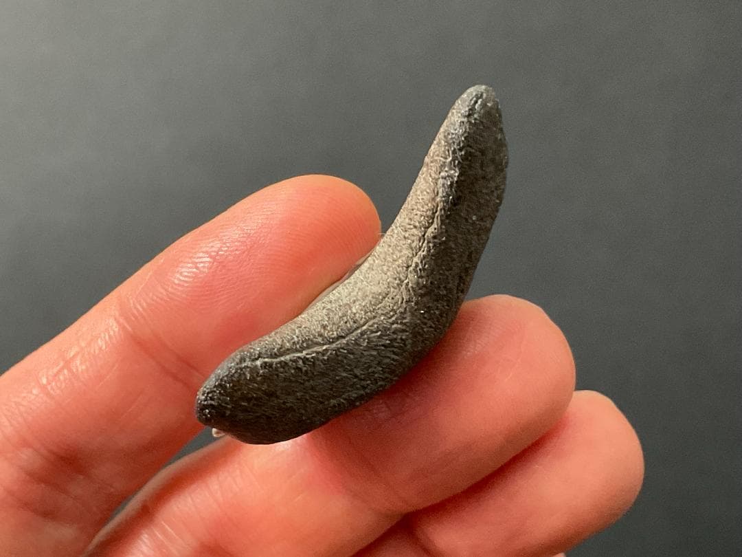 メガロドンの歯 [MG219] 化石 サメ