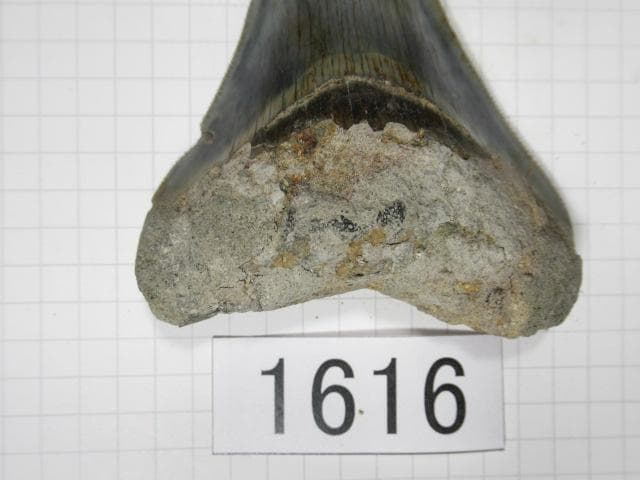 化石 サメの歯　メガロドン　インドネシア　7.2cm　No.1616