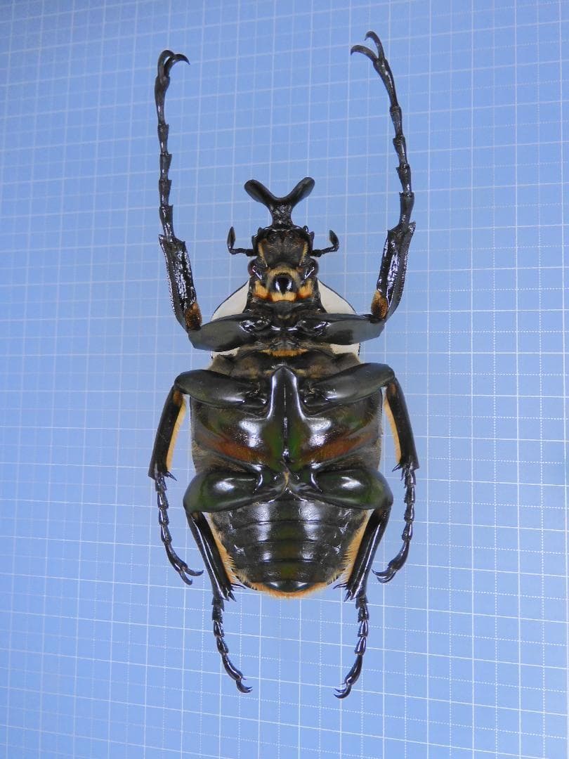 標本 Ivorycost Goliathus regius 89mm