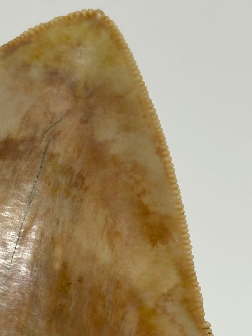 化石 サメの歯メガロドンインネシア約13.2cm 約244g新生代第三紀中新世