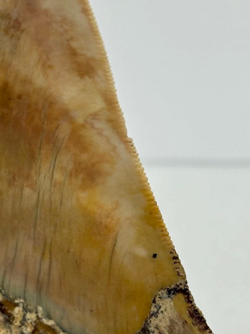 化石 サメの歯メガロドンインネシア約13.2cm 約244g新生代第三紀中新世