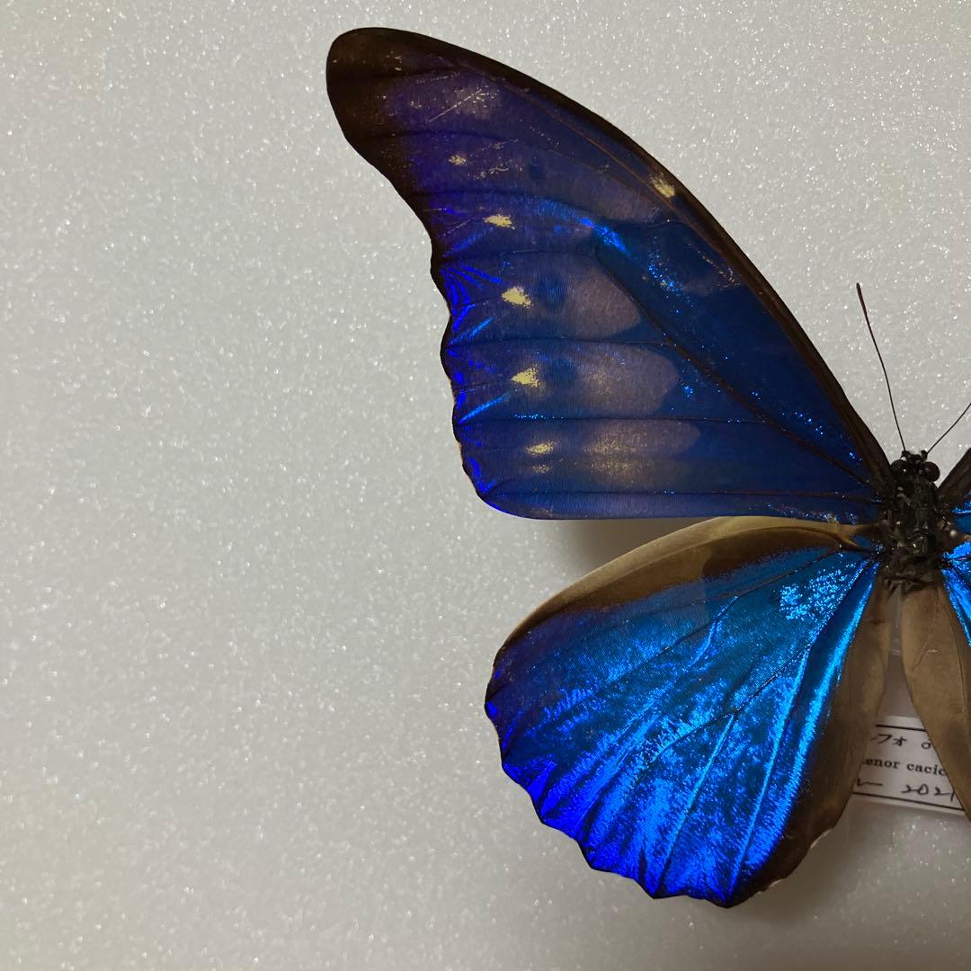 大型ドイツ標本箱（未使用uv） カキカモルフオ