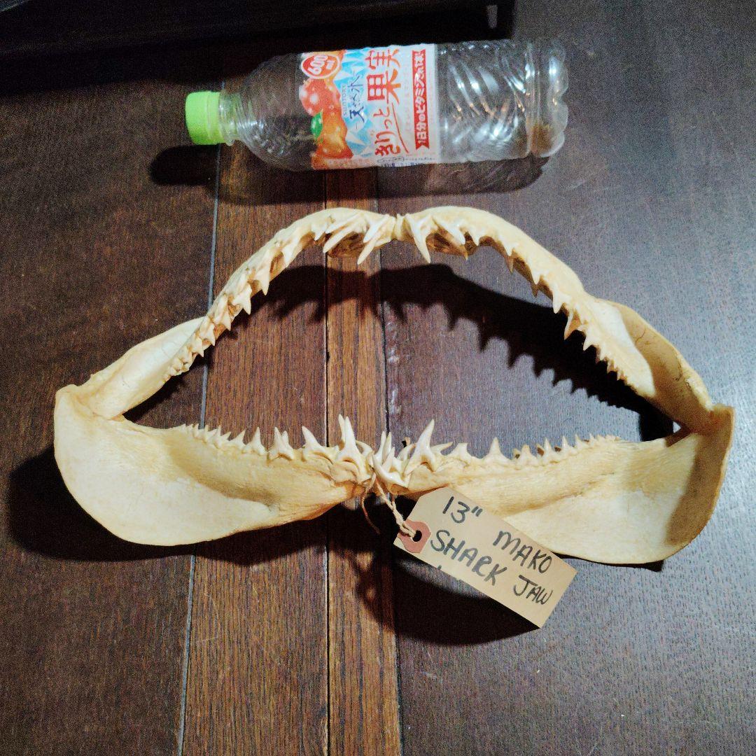 13インチ マコシャークの顎