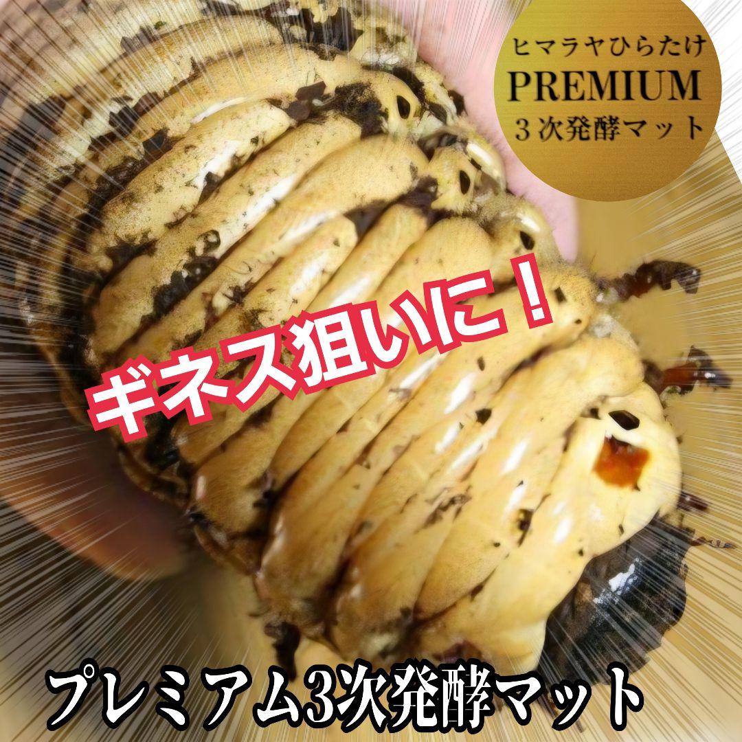 カブトムシ幼虫が巨大化！プレミアム3次発酵カブトムシマット【50L】産卵にも抜群