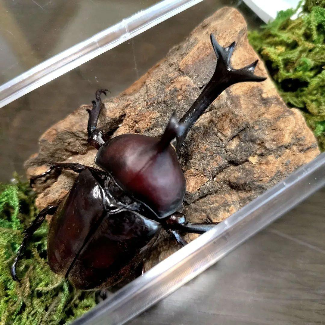 角スゴ長特大ワイルド野生赤レッド角長カブトムシ標本82mm頭角幅19mmぐらい
