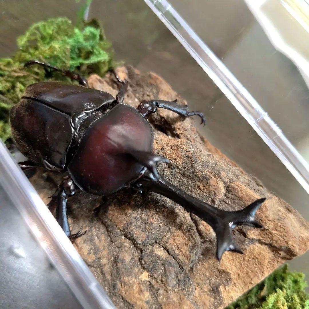 角スゴ長特大ワイルド野生赤レッド角長カブトムシ標本82mm頭角幅19mmぐらい