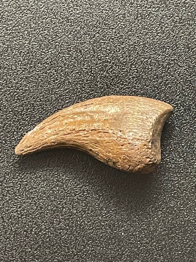 アンズ　爪化石　化石　地獄の鶏