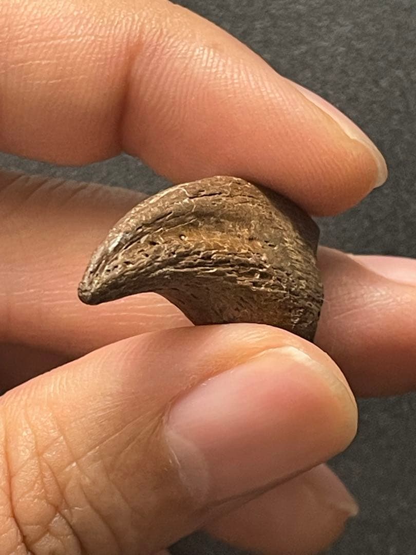 アンズ　爪化石　化石　地獄の鶏