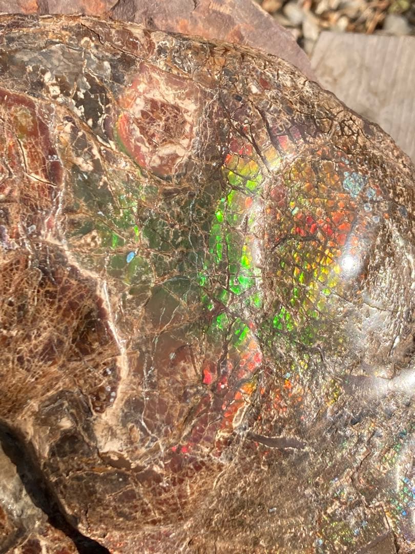 ドラゴンスキンのアンモライト 化石　アンモナイト　恐竜　風水　宝石