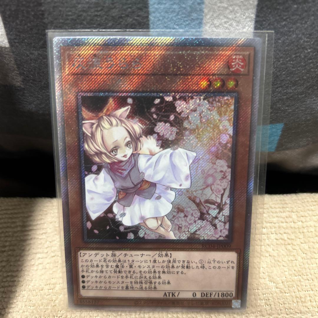 クウォーターシクはるうららセット