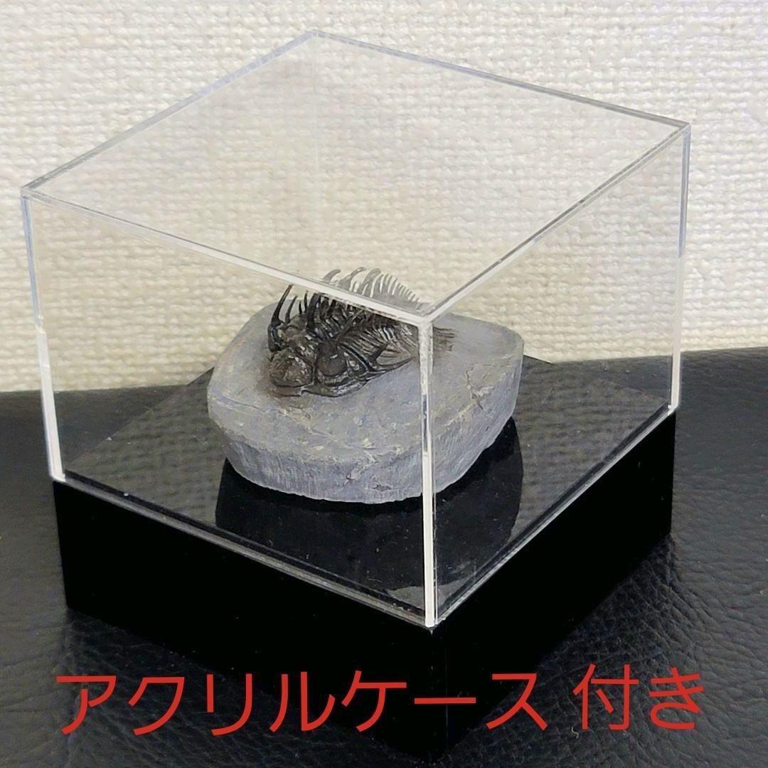 超棘棘！【Comura bultyncki】三葉虫 化石標本★trilobite