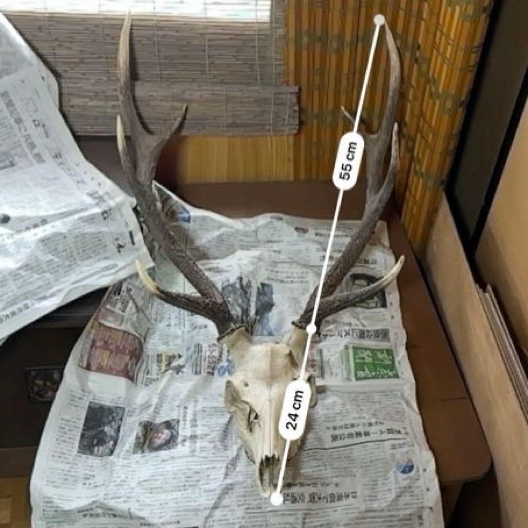 ニホンジカ　スカルトロフィー 【三段角50センチ超え】