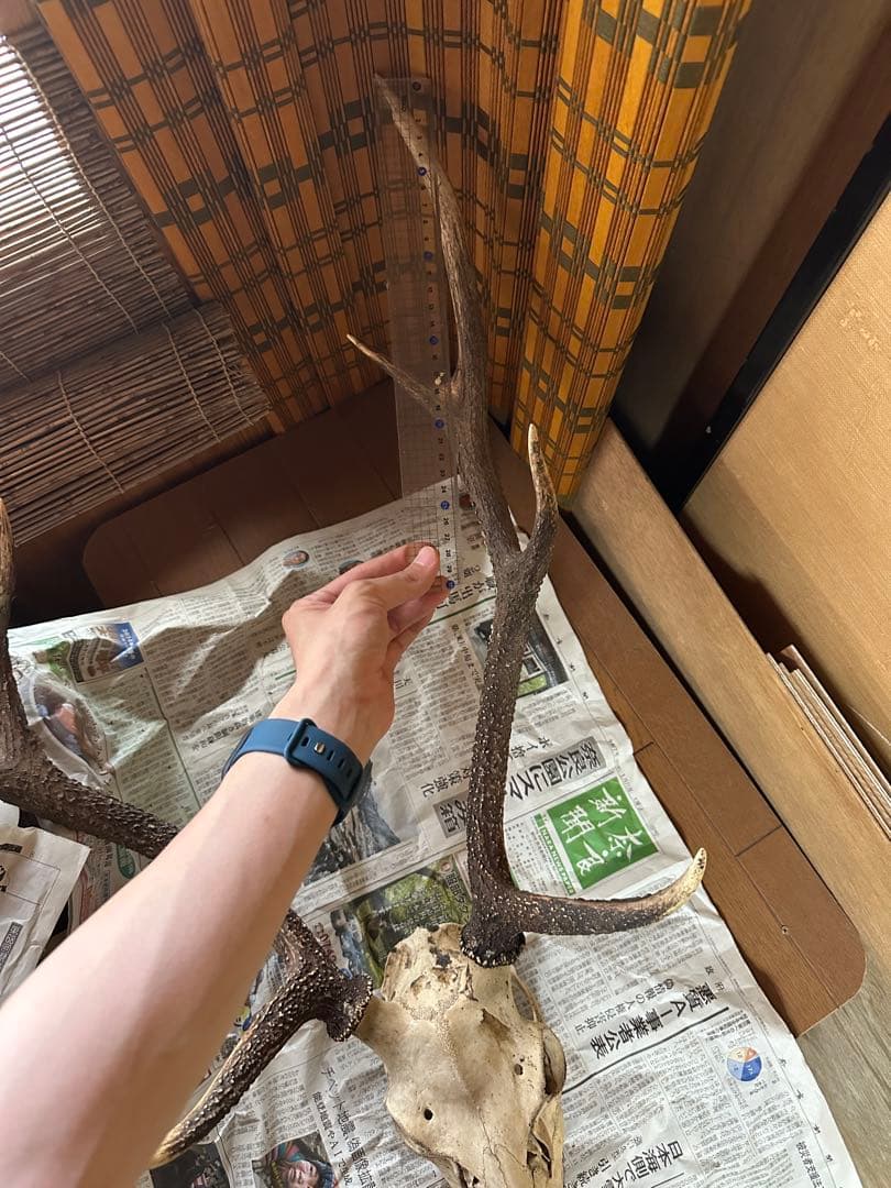 ニホンジカ　スカルトロフィー 【三段角50センチ超え】