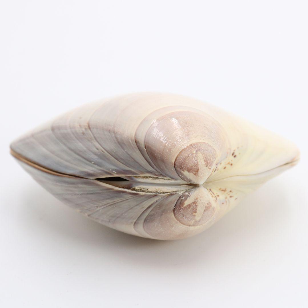 宗朝作 蛤香合 犬張子 共箱 茶道具　AT310　NT1