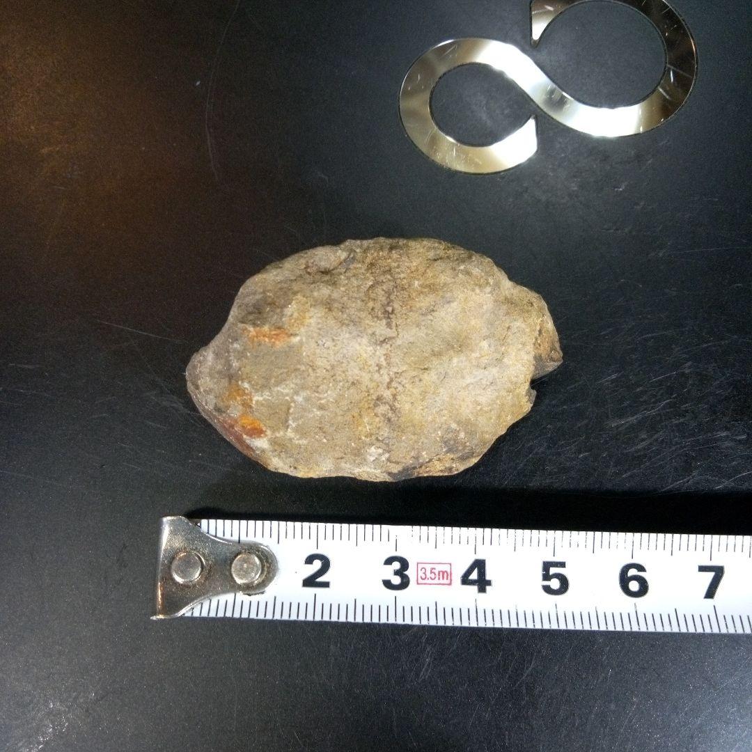 三葉虫　化石　fossil　ボリビア産　trilobite　ノジュール判別①