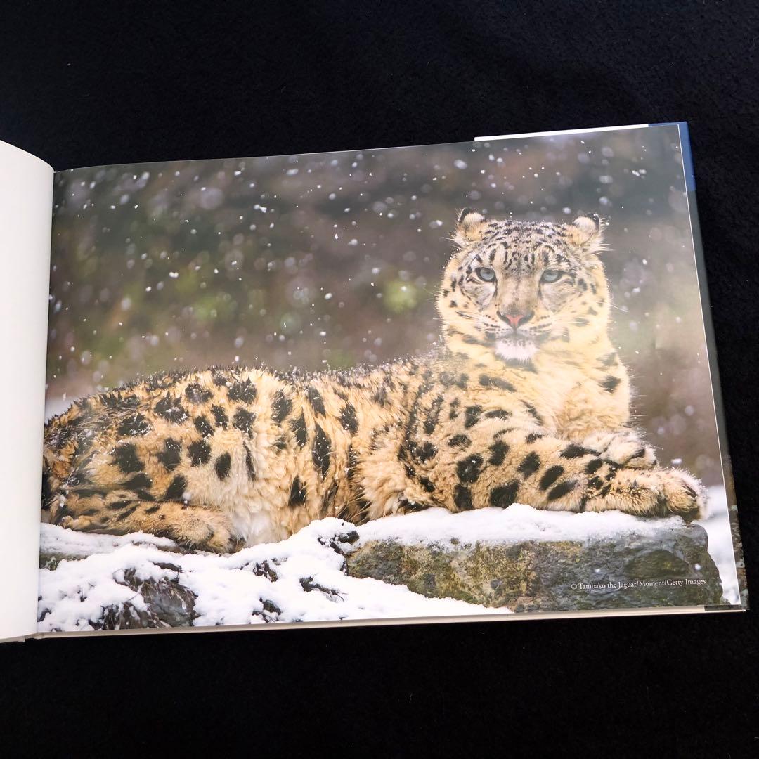 「神の獣 雪豹 - The Eidolon, Leopard」2019年