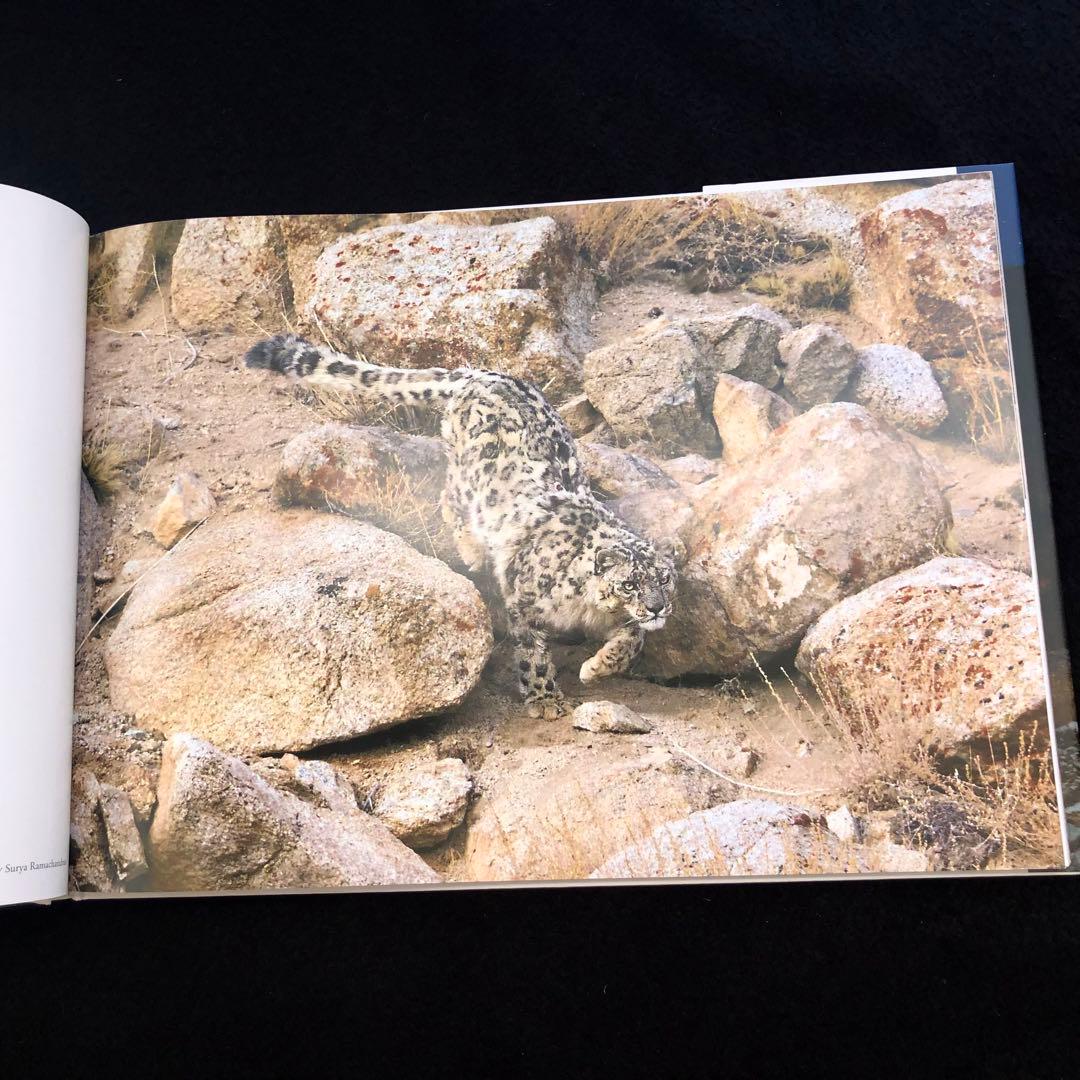 「神の獣 雪豹 - The Eidolon, Leopard」2019年