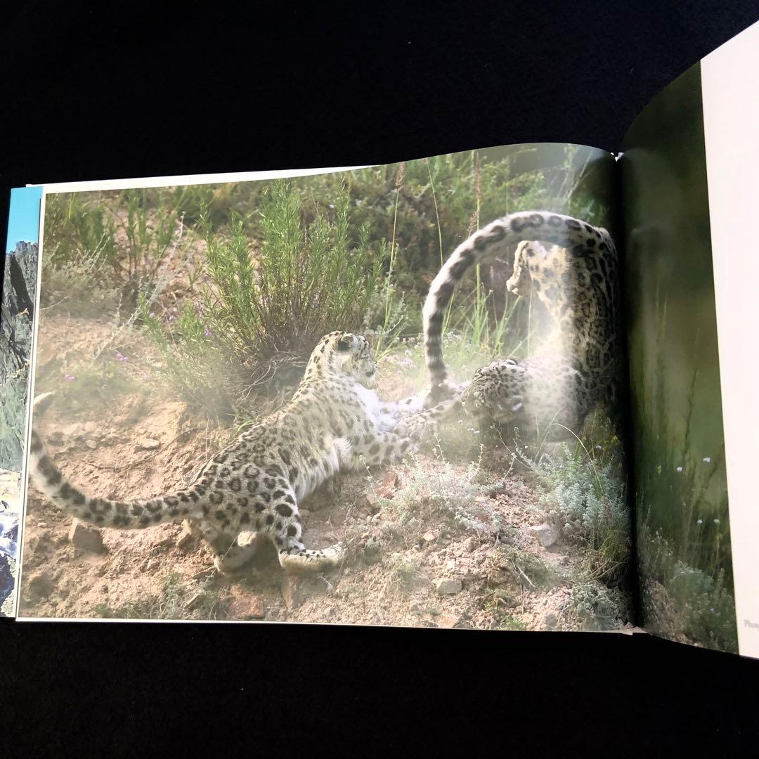 「神の獣 雪豹 - The Eidolon, Leopard」2019年